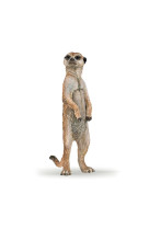 Suricate debout