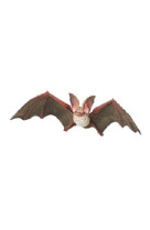 Chauve souris