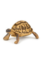 Tortue dhermann