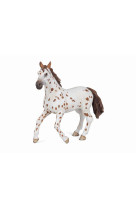 Jument appaloosa brune