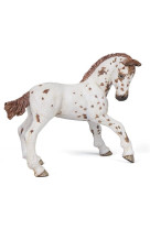 Poulain appaloosa brun