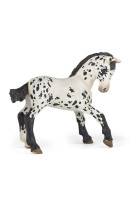 Poulain appaloosa noir