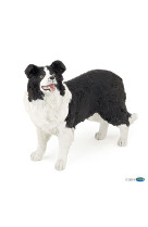 Border collie chien