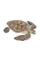 Tortue caouanne