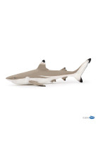 Requin pointe noire