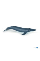 Bebe baleine bleue