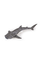 Jeune requin baleine