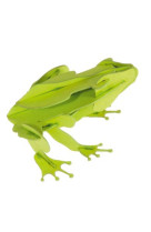 3d paper model - animal - grenouille