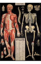 Poster anatomie - 10