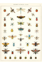 Poster histoire naturelle insectes - 34