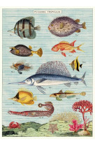 Poster poissons tropicaux - 7