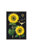 Poster tournesol - 36