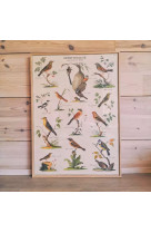 Poster ornithologie - 42